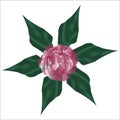 Peony, a flower made in a realistic style