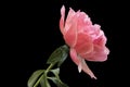 Peony flower - many layered petals. Bunch pale pink peony flower isolated on black background