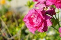 Peony flower with morning dew Royalty Free Stock Photo