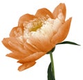 Peony flower orange Flower with green leaves on a stem isolated on white background. No shadows with clipping path. Close-up. Royalty Free Stock Photo