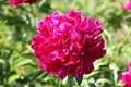 Peony, flower, paeon, garden, flora Royalty Free Stock Photo