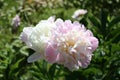 Peony, flower, paeon, garden, flora Royalty Free Stock Photo