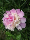 Peony flower or Paeonia in pink colors in the spring.