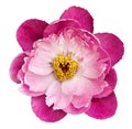 Peony flower pink-crimson on a white isolated background with clipping path. Nature. Closeup no shadows.