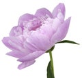 Peony flower pink Flower with green leaves on a stem isolated on white background. No shadows with clipping path. Close-up. Royalty Free Stock Photo