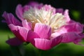 Peony flower. Pink petals. Royalty Free Stock Photo