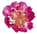 Peony flower pink on a white isolated background with clipping path. Nature. Closeup no shadows. Garden Royalty Free Stock Photo