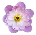 Peony flower pink on a white isolated background with clipping path. Nature. Closeup no shadows. Garden