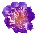 Peony flower purple on a white isolated background with clipping path. Nature. Closeup no shadows. Royalty Free Stock Photo