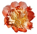 Peony flower red-yellow on a white isolated background with clipping path. Nature. Closeup no shadows. Royalty Free Stock Photo