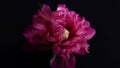Peony flower is revealed time lapse.