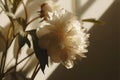 a peony flower with shadow, is, beige, snapshot aesthetic, kanimated gifs