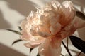 a peony flower with shadow, is, beige, snapshot aesthetic, kanimated gifs