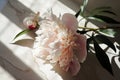 a peony flower with shadow, is, beige, snapshot aesthetic, kanimated gifs