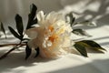 a peony flower with shadow, is, beige, snapshot aesthetic, kanimated gifs