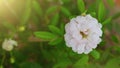 peony flower top view