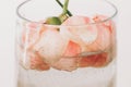Peony flower under water in glass transparent vase closeup.  Beautiful flower immersed in water and air drops on petals. Art and Royalty Free Stock Photo