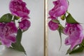 Peony flower in a vase, pretty greeting a decoration blossom on a light background