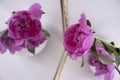 Peony flower in a vase, table greeting a decoration blossom on a light background Royalty Free Stock Photo