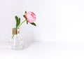 Peony flower in a vase on the white background close up frame.