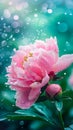 Peony flower, water drops, ai Royalty Free Stock Photo