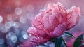 Peony flower, water drops, ai Royalty Free Stock Photo