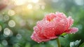 Peony flower, water drops, bokeh background Royalty Free Stock Photo