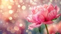 Peony flower, water drops, bokeh background Royalty Free Stock Photo