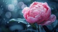 Peony flower, water drops,ai Royalty Free Stock Photo