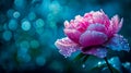 Peony flower, water drops, ai Royalty Free Stock Photo