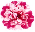 Peony flower white-pink isolated on a white background..  Close-up. Royalty Free Stock Photo