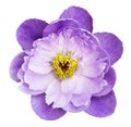 Peony flower white-purple on a white isolated background with clipping path. Nature. Closeup no shadows.