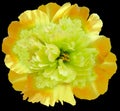 Peony flower yellow isolated on the black background.  Close-up. Royalty Free Stock Photo