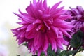 \'Peony-flowered dahlia\' cultivar in Fuchsia (purple) shade : (pix Sanjiv Shukla)