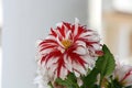 \'Peony-flowered dahlia\' cultivar in red and white colour. Royalty Free Stock Photo