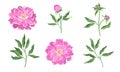 Peony Flowering Plant with Leaves and Showy Petals Vector Set