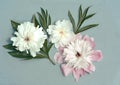 Peony flowers Royalty Free Stock Photo