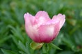 Peony flowers Royalty Free Stock Photo