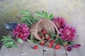 Large pink peonies, red berries scattered from the basket on a colorful background Royalty Free Stock Photo