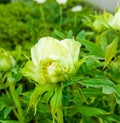 Peony flowers are big and fragrant, so they are also known as `national color and natural fragrance`.