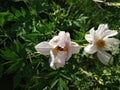 Peony flowers are big and fragrant, so they are also known as `national color and natural fragrance`.