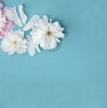 Peony flowers on blue background Royalty Free Stock Photo