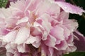 Peony flowers with drop of water after rain. Macro. A narrow zone of sharpness. Royalty Free Stock Photo