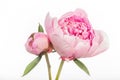 Peony Flowers - Emerging Beauty