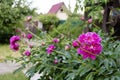 Peony flowers on a flower bed in the courtyard of a private house in summer Royalty Free Stock Photo