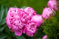 Peony flowers in the garden, soft focus. Fragrant rose petals. Delicate floral background. Romantic banner, delicate pink peony fl Royalty Free Stock Photo