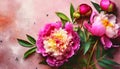 peony flowers on gray pink background