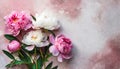 peony flowers on gray pink background