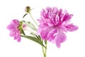 Peony flowers isolated on white background Royalty Free Stock Photo