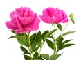Peony flowers Royalty Free Stock Photo